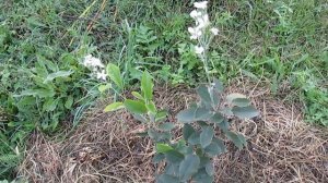 Ирга канадская зацвела второй раз - что делать?