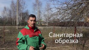 Как обрезать яблони. Теоретические основы обрезки (Краткое руководство)