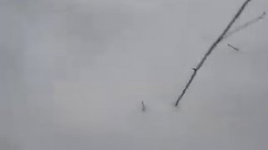 след куницы и белки