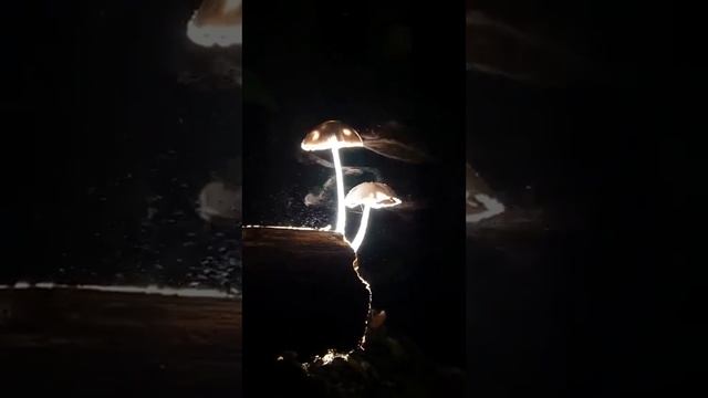 Fungal spore release in a headlight