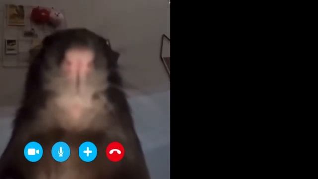 Крыса Звонит Хомяку смотреть онлайн