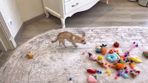 Чихуахуа Мия проверяет свои игрушки.