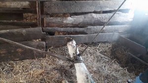 Обули бычка в носки . Лечим гнойный порез. Симменталы.