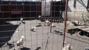 Русский двор. Птичий двор в центре Калуги.