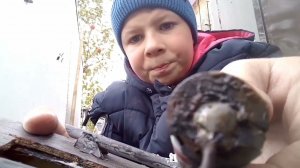 мой мопед