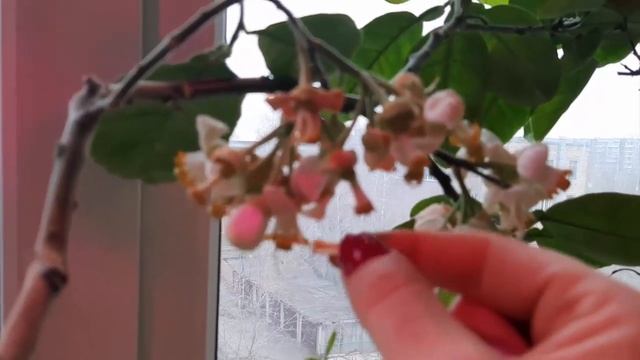 Сумашедшее цветение Помело Ноябрь бергамот цитрусы Будут цвести как бешенные делайте как я! смотреть онлайн