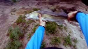 ТРОФЕЙНЫЙ СУДАК НА DGC-832MH.