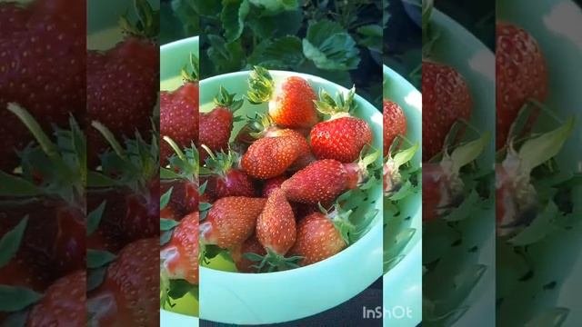 #Альбион /Земляника/Ремонтантная/Крупноплодная/Сорт Альбион/