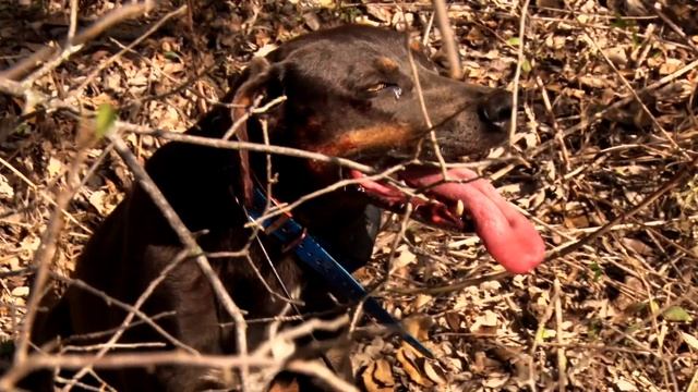 Beginner Tips for Tracking Deer смотреть онлайн