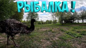 РЫБАЛКА ! ГУСЯТА РЯДОМ , А СТРАУСЫ МЕШАЮТ !