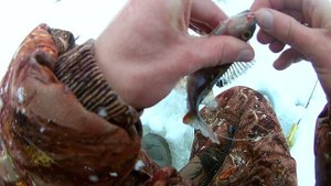 Рыбалка в Ленинградской области. Вепсский Лес. оз Болтозеро 2020г.