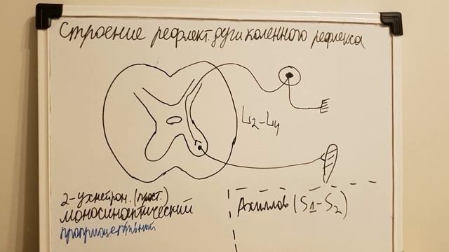 Рефлекторная дуга коленного рефлекса+Ахиллов рефлекс
