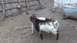 Я В ШОКЕ!!! НИКА БЕСПЛОДНА?! Опять случка с Бароном