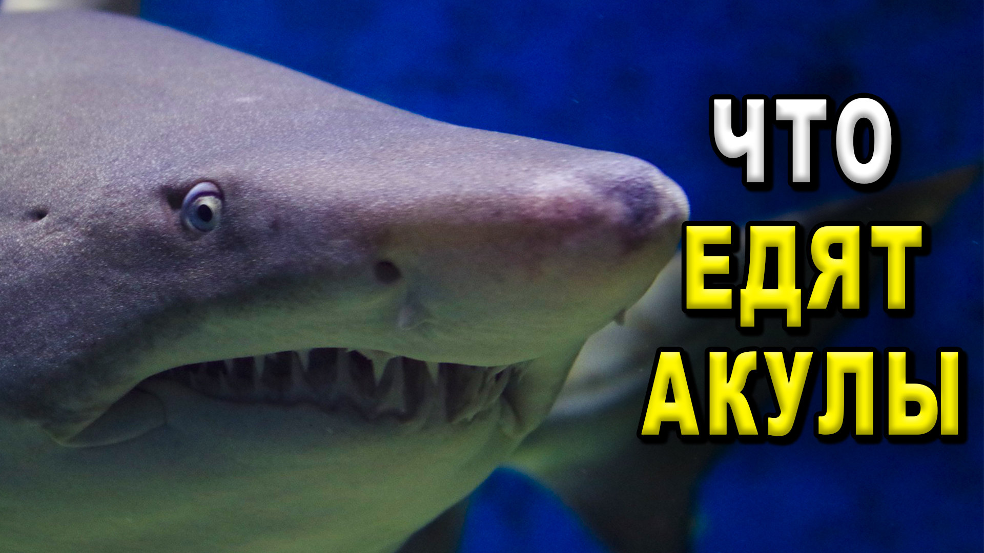 Что едят акулы