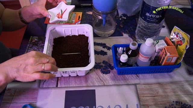 СЕЕМ БАКОПУ, В КОКОСОВЫЙ СУБСТРАТ,2017г смотреть онлайн