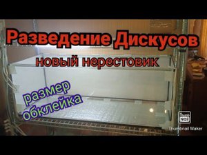 Нерестовики для Дискусов вместо тернеций #aquarium #аквариум #дискусы