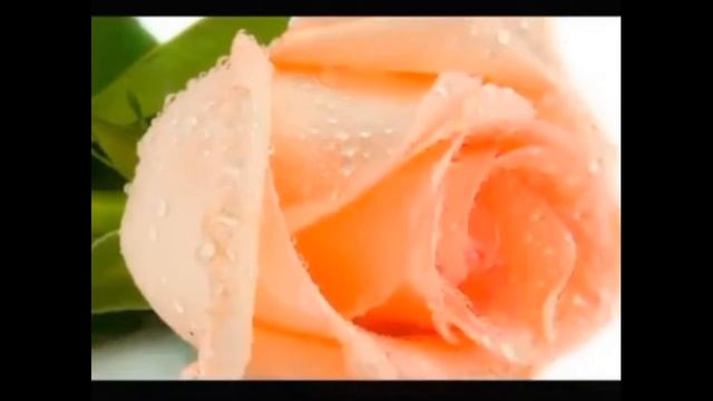 С ДНЕМ РОЖДЕНИЯ, ВЕРА!!! смотреть онлайн