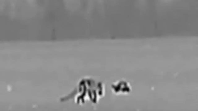 Лис и лиса в тепловизор hikmicro owl oh35 смотреть онлайн