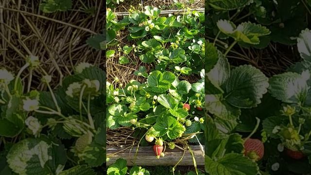 Карима / AuroraKarima и Рикас / Ricas 2023. Отличные сорта НСД для Подмосковья! смотреть онлайн