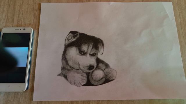 make husky dog puppy sketch. #drawing @vk art box #viral смотреть онлайн