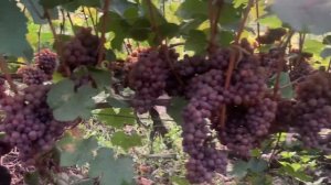 #ВиноградникЕлисеевых Гевюрцтраминер Траминер розовый