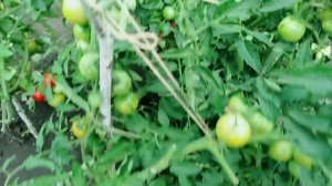 Томат Большая мамочка