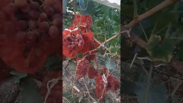 Супер Ангури Шохона дар нохияи Варзоб смотреть онлайн