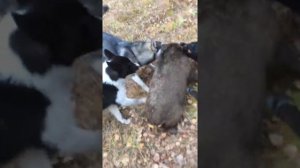 Молодые собаки держут кабана