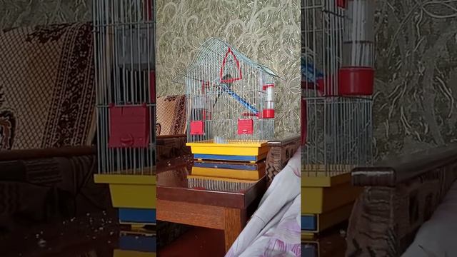Попугай бегает по клетке