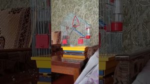 Попугай бегает по клетке