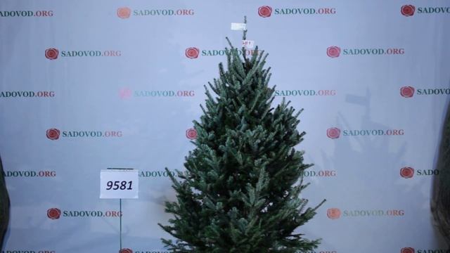 9581 Пихта Фразера 1.75 - 2.00 м. смотреть онлайн