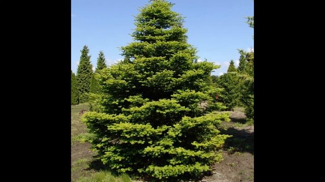 Ясень, пихта, каштан, клен  Урок № 6 смотреть онлайн