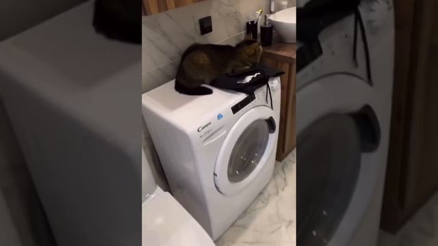 Когда почистил чёрные брюки от шерсти #прикол #угар смотреть онлайн