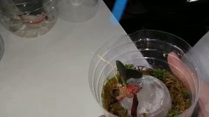 ЛУЧШИЙ СПОСОБ РАЗМНОЖЕНИЯ ОРХИДЕЙ | ПРОСТОЙ СПОСОБ