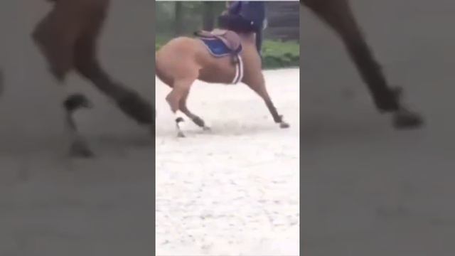 to be continued horses meme 2022