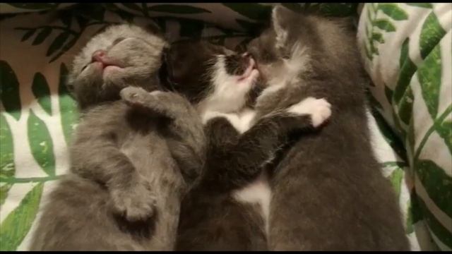 Котят бесплатно в хорошие руки.