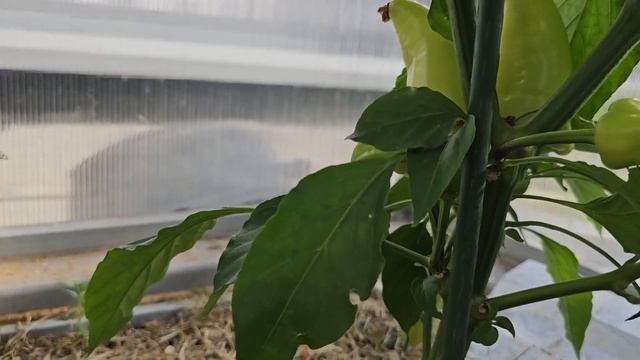 Острый перец ?. Формирование. Короный цветок. смотреть онлайн