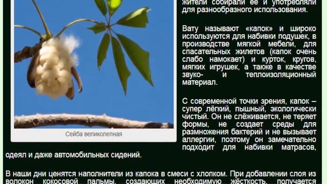 Сейба великолепная смотреть онлайн