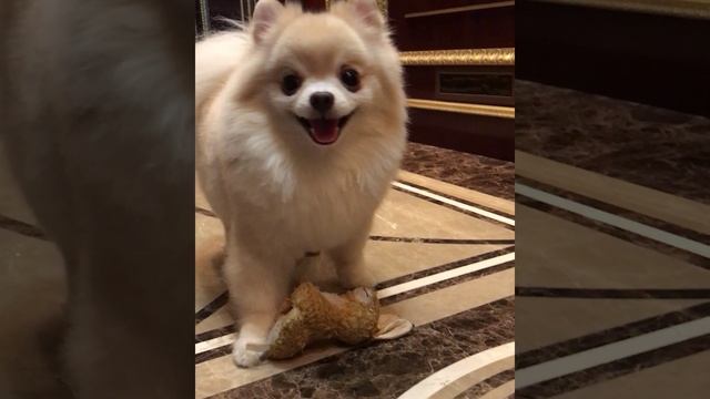 #собаки #померанскийшпиц  #забавныеживотные #shorts #животные #spitz #pomeranian #funnydogs #funnyan