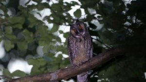 Ушастая сова (Asio otus). Птенец-слёток просит есть