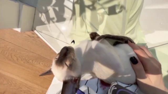 КАК УСЫПИТЬ КОТА ЗА 1 СЕКУНДУ смотреть онлайн