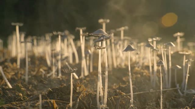 Шаманские барабаны для медитации и снятия стресса смотреть онлайн