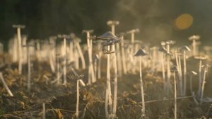 Шаманские барабаны для медитации и снятия стресса