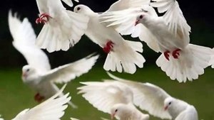 Голуби целуются на крыше