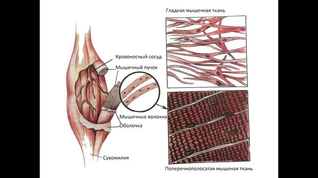 Анатомия. Ткани человека