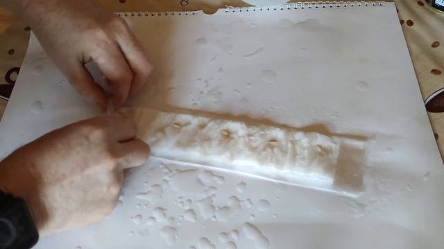 Проращивание огурцов без земли