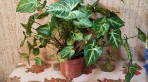 Пересадка моего сингониума