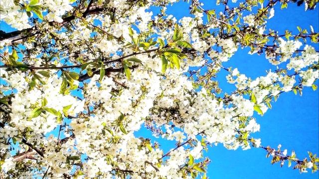 Гадкий утёнок (Ганс Христиан Андерсен #Гадкий_Утёнок) смотреть онлайн