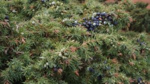 Александр Суханов "Можжевеловый куст"