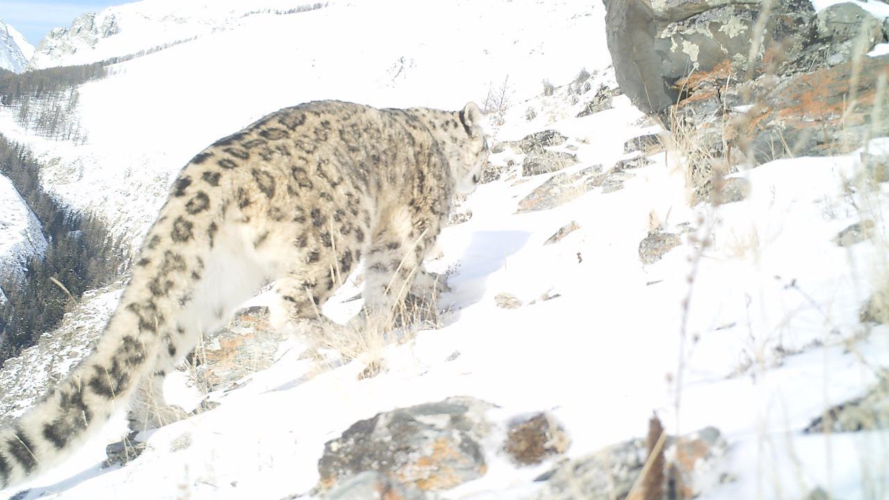Снежный барс - ирбис. Алтай. Сибирские горные козлы, сибирская кабарга. Река Аргут. Altai. Siberia смотреть онлайн